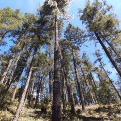 Se invierten en Michoacán más de 385 mdp a favor de la sustentabilidad del bosque