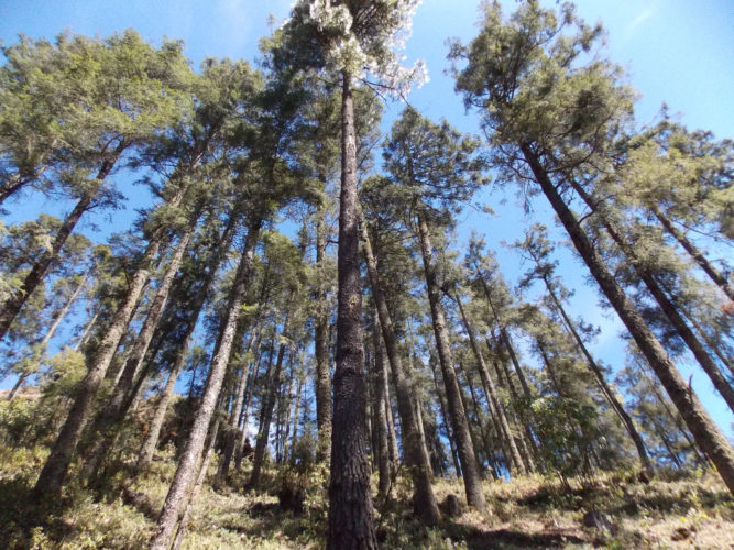 Se invierten en Michoacán más de 385 mdp a favor de la sustentabilidad del bosque