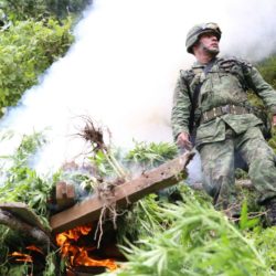 Destruye Sedena más de mil 200 metros cuadrados de marihuana.