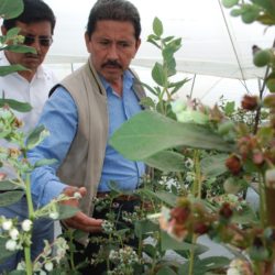 Productores de Opopeo incursionarán en el mercado con 128 has., de berries