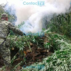Elementos de la Sedena destruyen plantío de mariguana, en Acahuato