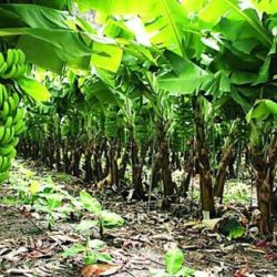 Los fenómenos meteorológicos han afectado grandes extensiones de plátano.