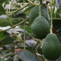 El Gobierno del Estado logra acuerdos con aguacateros