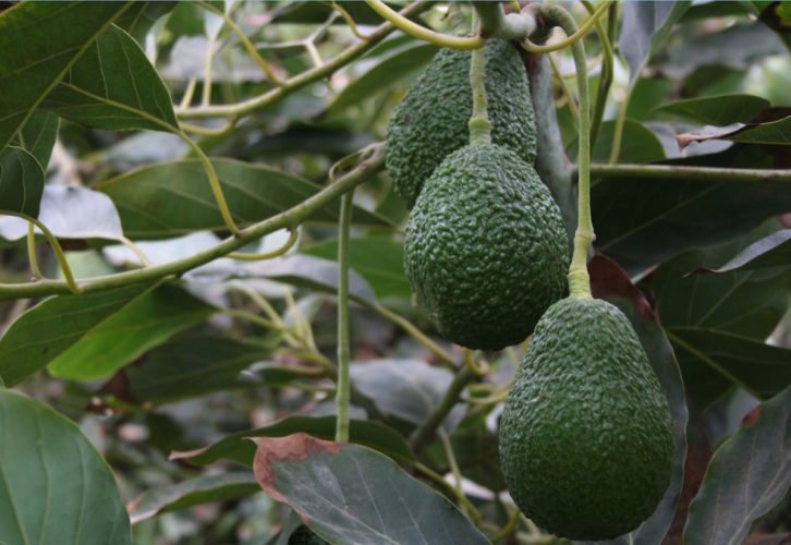 El Gobierno del Estado logra acuerdos con aguacateros