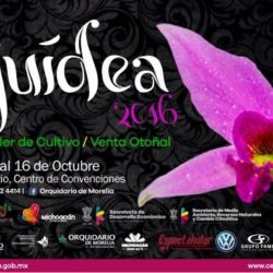 Mañana inicia la Expo Orquídea en el Ceconexpo.