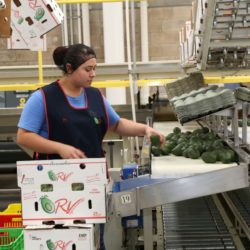 Gracias al apoyo del Gobernador, crece empleo en Michoacán: IMSS