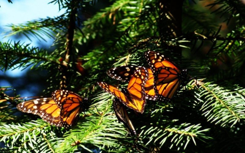 Michoacán se suma a la conmemoración del Día de la Naturaleza