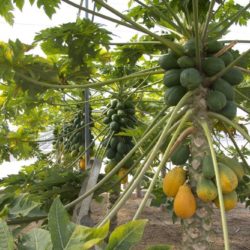 Mercado francés interesado en papaya michoacana