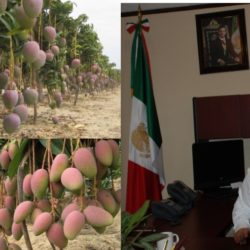 Michoacán, primer lugar nacional en exportación de mango: Sedrua