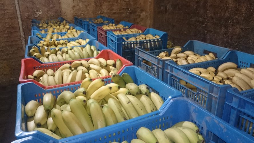 Sorpresiva alza en el precio del plátano michoacano: Jesús Vallejo
