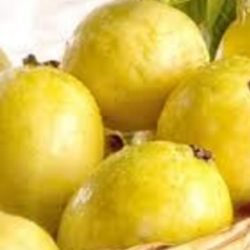 Incrementó Michoacán 100% la exportación de guayaba a EU: Sedrua