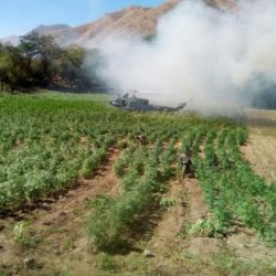 Destruye Sedena plantío de marihuana