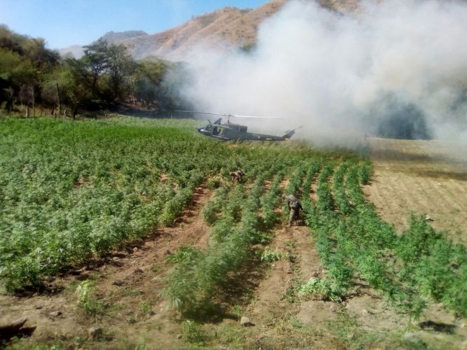 Destruye Sedena plantío de marihuana