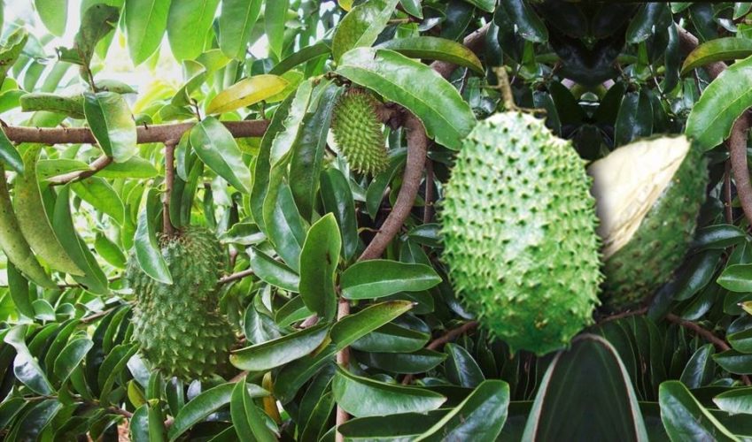 Michoacán, tercer productor nacional de guanábana: Sedrua