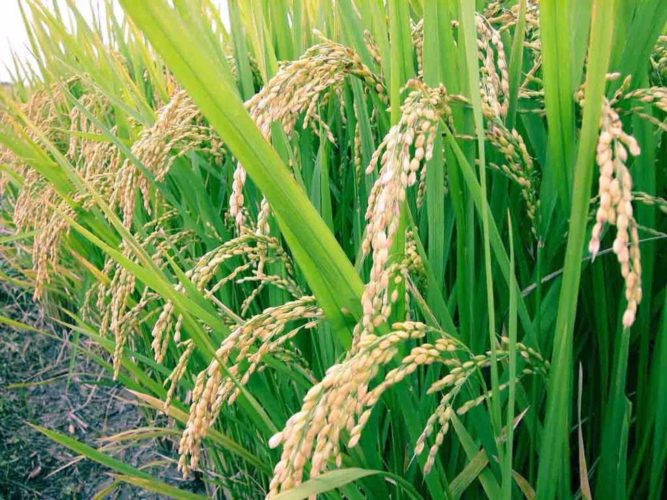 Michoacán, tercer productor nacional de arroz: Sedrua