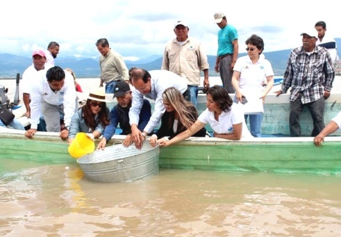 Compesca, por la preservación del pez blanco