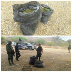 Sedena y SSP aseguran 14 kilos de marihuana en Múgica