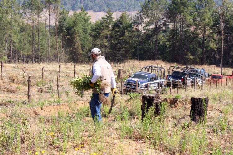 Autoridades ambientales y de seguridad destruyen primera huerta ilegal de durazno