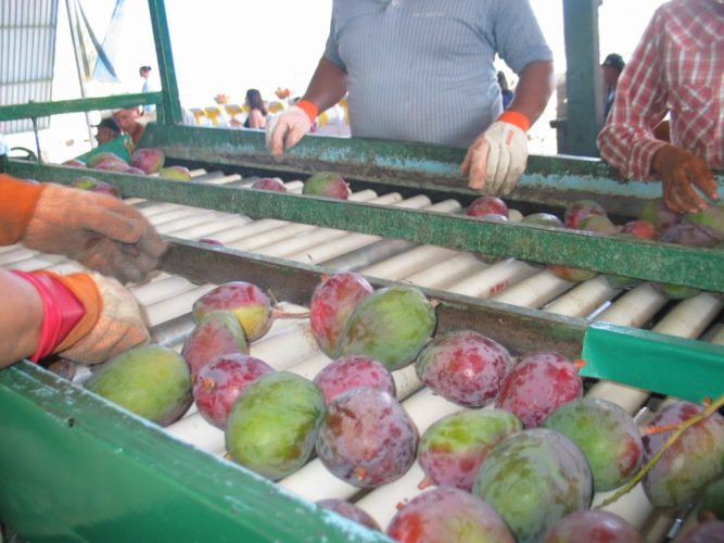 A Europa y Asia, más de 105 mil toneladas de agroproductos de Michoacán