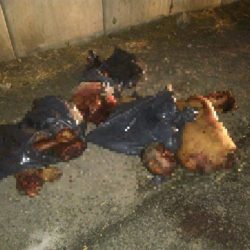 Encuentran cuerpos desmembrados