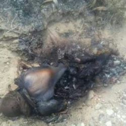 Sin identificar hombre en estado de putrefacción