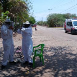Recatan en Antúnez a personas atacadas por abejas africanas