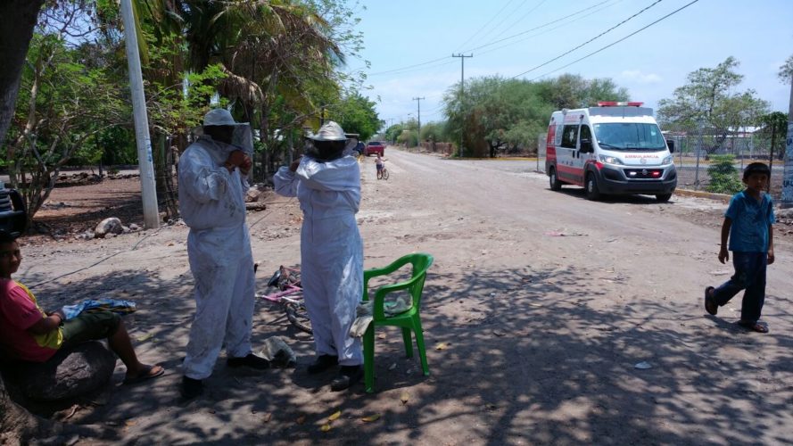 Recatan en Antúnez a personas atacadas por abejas africanas