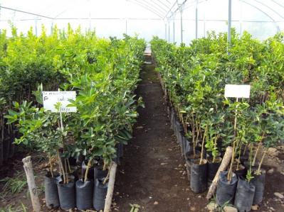 Vivero de Apatzingán, el segundo en importancia en Michoacán