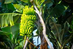 Precio histórico alcanza el plátano regional