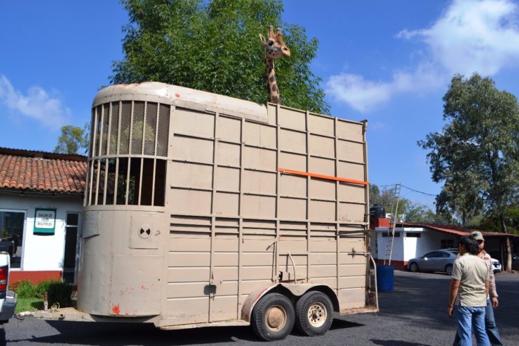 Realiza Parque Benito Juárez donación de jirafa a Zoológico de Culiacán
