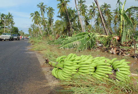 Productores de plátano esperan mayores ventas