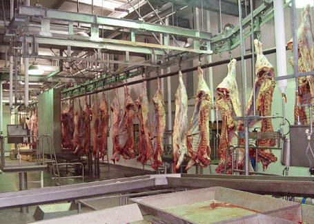 En la Planta de Sacrificio TIF en Múgica, 43 mil cabezas de ganado al año: Sedrua