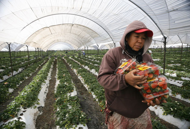 Para incentivar la agricultura protegida, inversión de 40 mdp