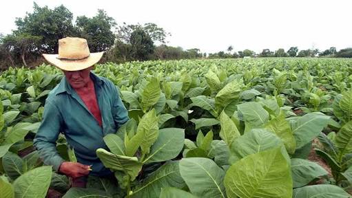 Al campo de Churintzio, 1.3 mdp del programa de Recursos Municipalizados: Sedrua