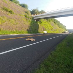 Dejan cuerpo desmembrado sobre la autopista Siglo XXI