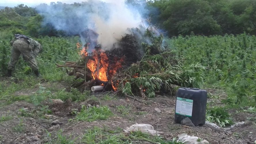 Destruye Sedena plantío de mariguana cerca de la cárcel de Los Tazumbos