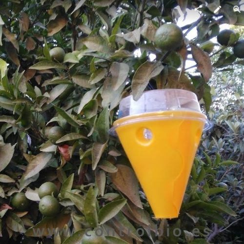 Protegidas contra moscas exóticas de la fruta, 245 mil hectáreas: Sedrua