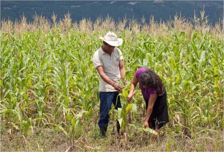 Al campo de Tingüindín, 1.6 mdp del programa de Recursos Municipalizados: Sedrua
