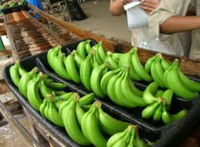 Prevén incremento $10 kilo de plátano en huerta