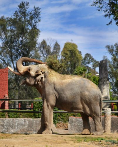 Parque Zoológico “Benito Juárez” remodela albergues de sus ejemplares