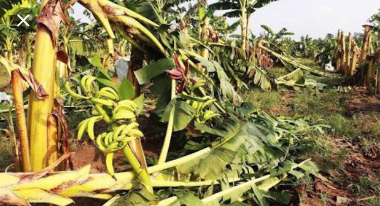 Dañadas 400 hectáreas por tromba del miércoles en Coahuayana