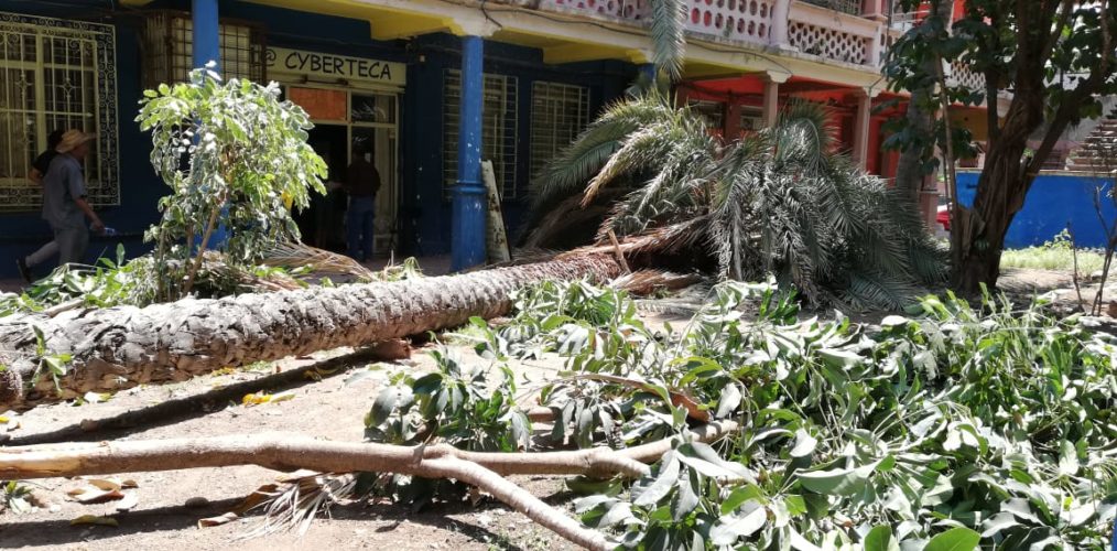 Cae vieja palmera por reblandecimiento del piso
