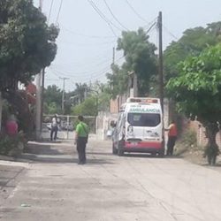 Abejas africanas atacan a más de veinte personas en Apatzingán