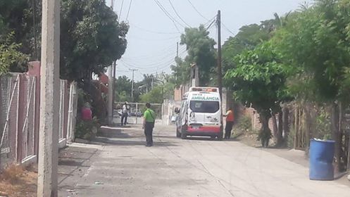 Abejas africanas atacan a más de veinte personas en Apatzingán