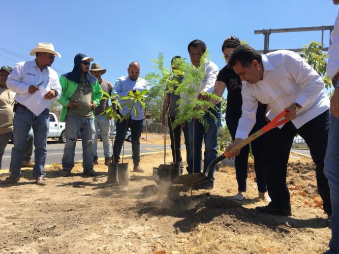 Campaña de reforestación; 25 mil árboles