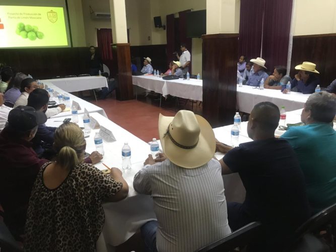 El gobierno municipal producirá planta de limón