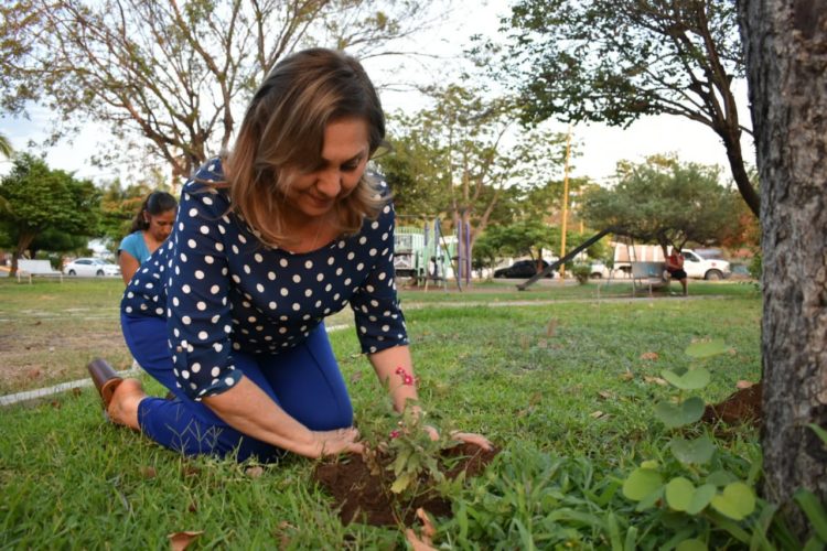 Diputada Cuquita Cabrera reforestará con mil árboles a Apatzingán