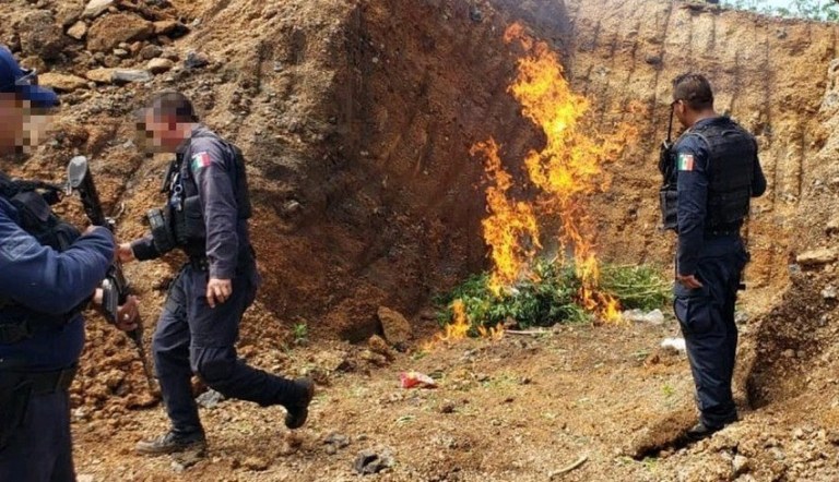 Destruyen mariguana, en Ario de Rosales