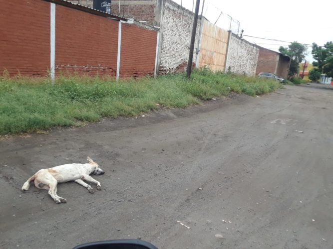 Desconocidos envenenan perros, en Apatzingán