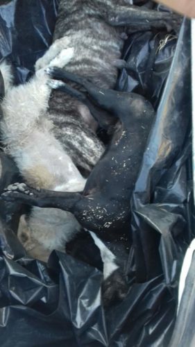 Envenenan perritos en Apatzingan